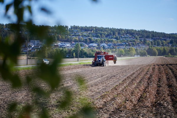 Poteter i Delikat potetsalat kommer fra Sande i Vestfold.