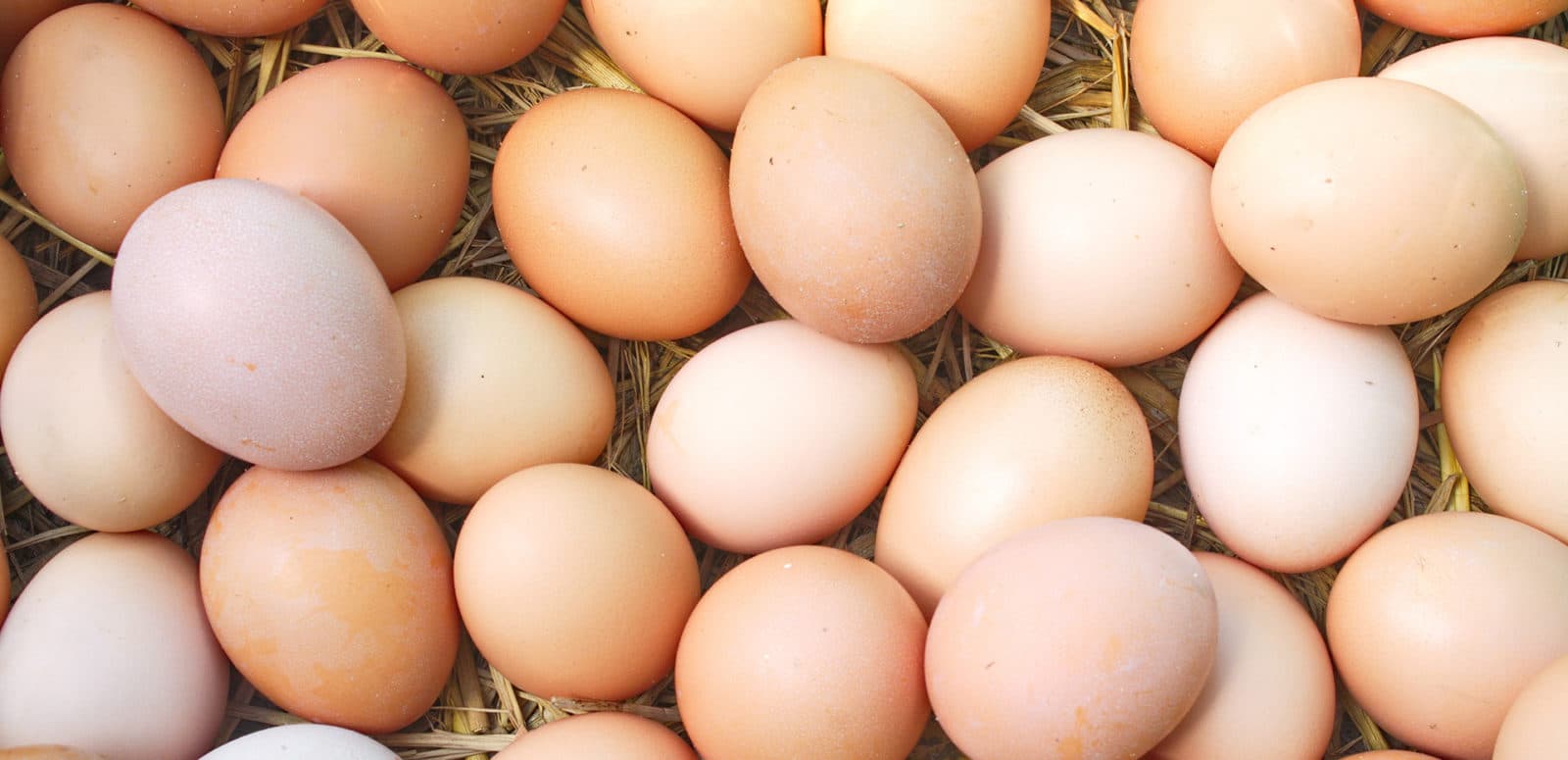 egg